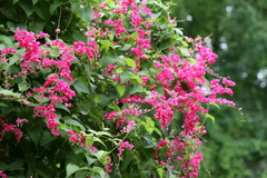 Antigonon leptopus